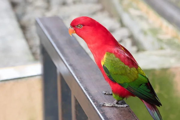 Chirping papağan — Stok fotoğraf