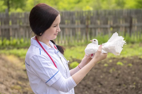 Veterinarian with a young pigeon — Stock Photo, Image