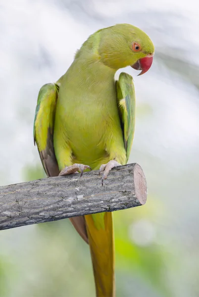 Yeşil papağan otopark — Stok fotoğraf