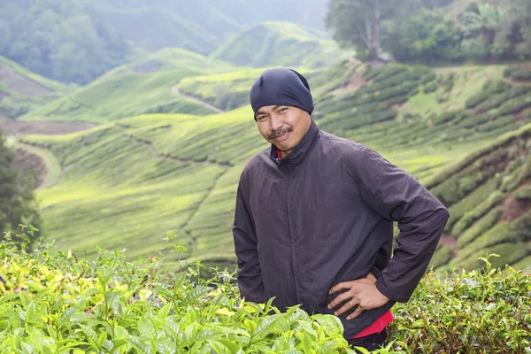 Der malaysische Spezialist — Stockfoto