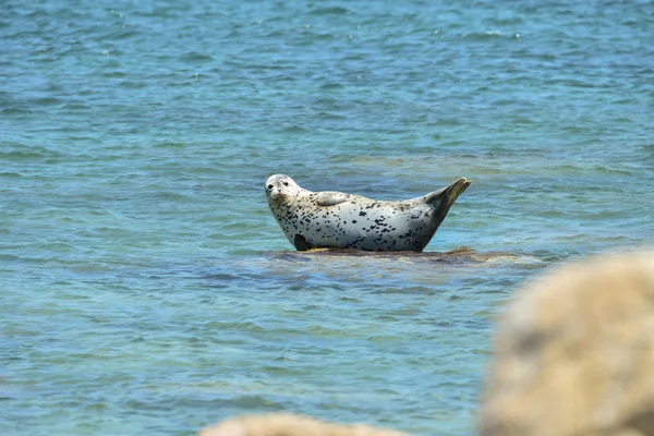 The Ringed seals — Stock Photo, Image