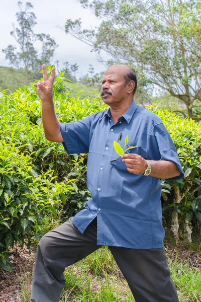 Foto especialista en el campo del té, el fondo de la plantación de té — Foto de Stock