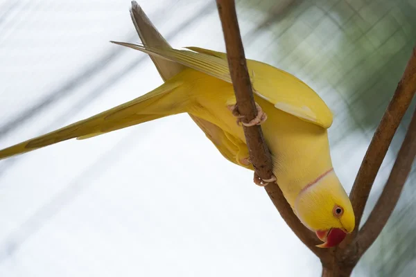 Żółty Alexandrine papuga — Zdjęcie stockowe