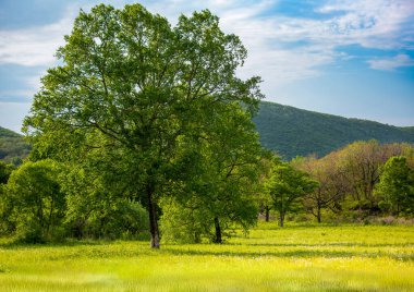 Glade at the foothills of Sikhote-Alin