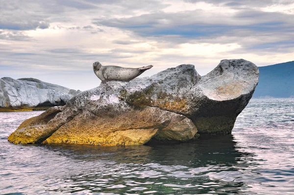 Ringed Seal Rock Sleeping View Steep Cliffs Olga Bay Primorsky — Stock Photo, Image