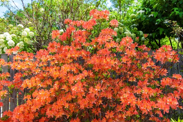 Giapponese Fioritura Rododendro Colore Salmone Nel Mio Giardino Anteriore — Foto Stock