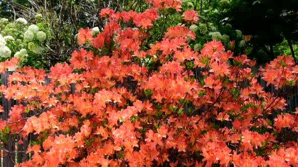 日本のシャクナゲの花私の前の庭で目を魅了し 太陽の下でサーモンの遊び マーク スワロテールはユリのような花から蜜を集める — ストック動画