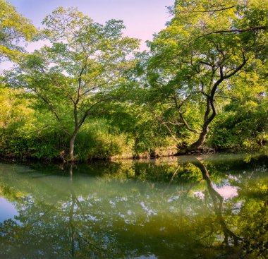 Orman kanalı yakınlarındaki yaz manzarası. Bitki örtüsünün ayna görüntüsü. Rusya, Primorsky Krai, Kavalerovo bölgesi, Ayna Nehri vadisi.