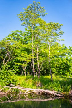 Manzara. Temmuz 'da vahşi nehrin kıyısında. Net sudaki yansıma. Rusya, Primorsky Krai, Kavalerovo bölgesi, Ayna Nehri vadisi.