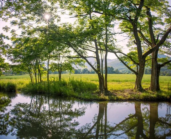 森林チャネルの近くの夏の風景 植生の鏡像 — ストック写真