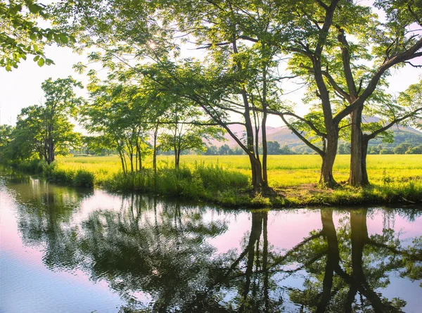 フィールドや山の背景には 古い川のチャネルの近くの夏の風景 植生の鏡像 — ストック写真