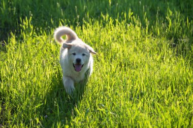 Çimlerin üzerinde bir Labrador köpeğinin portresi. Yavru köpek oynamak için koşar.