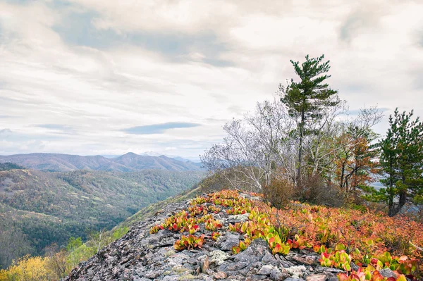 La vegetazione delle montagne — Foto Stock