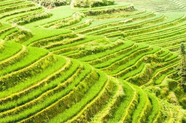 Rice terraces — Stock Photo, Image