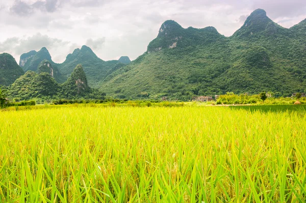 Rice — Stock Photo, Image