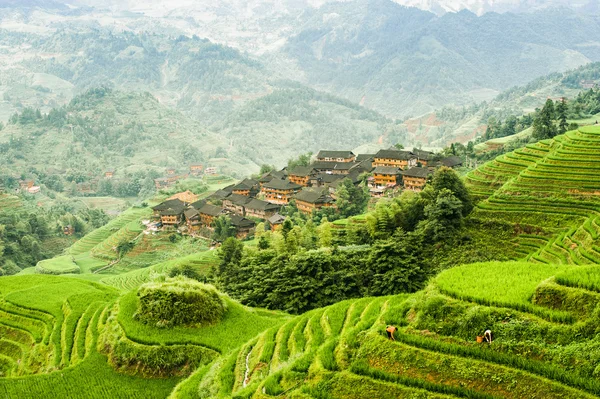 Rice terraces — Stock Photo, Image