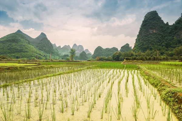 Rizsföldek Yangshuo — Stock Fotó