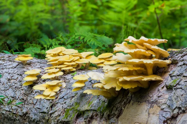 Paddestoelen iepen — Stockfoto