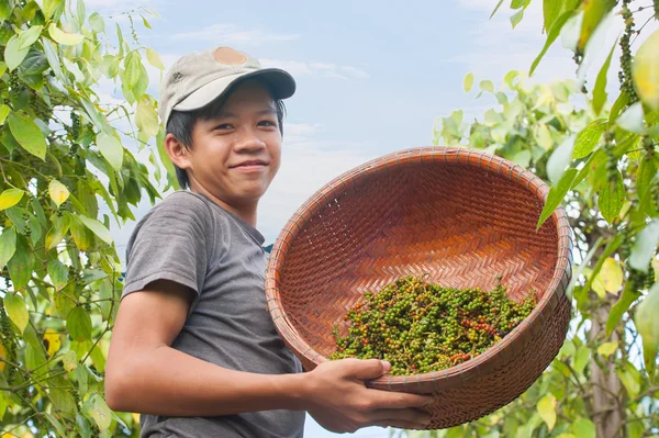 Jongen, verzamelen peper 2 — Stockfoto