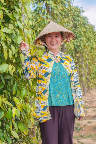 Plantation of pepper — Stock Photo, Image