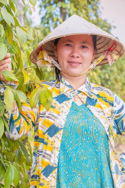 Pepper garden — Stock Photo, Image