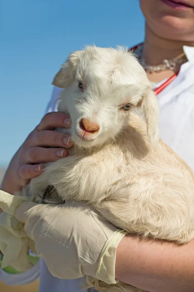 Veterinario con il bambino sulle mani — Foto Stock