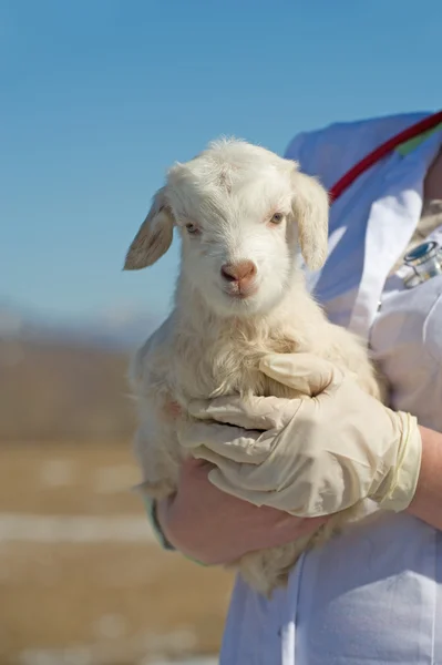 Veterinario con il bambino sulle mani — Foto Stock