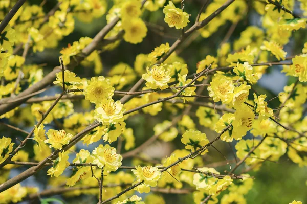 Fiori artificiali — Foto Stock