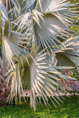 Chamaerops humilis