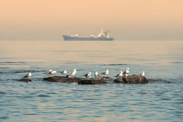 Deniz Burnu — Stok fotoğraf