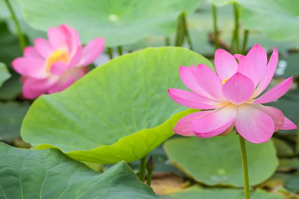 Two lotuses — Stock Photo, Image