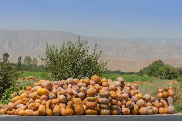 Foto raccolto zucca — Foto Stock