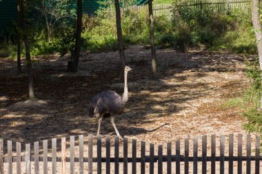 A large ostrich walks between the trees behind a wooden fence on a sunny day