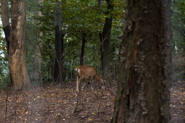 A couple of young deer walking in the forest