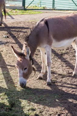 Young handsome donkey leaned against the ground looking for food behind the fence at the zoo