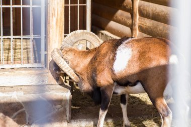 Addax aptilope with large screw horns at the zoo