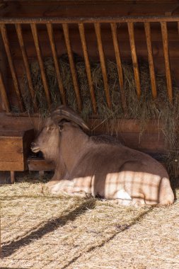 A large horned animal lies resting in the hay in the shade on a sunny day