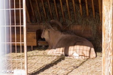 A large horned animal lies resting in the hay in the shade on a sunny day