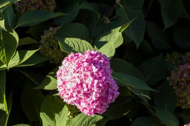 Güzel pembe ortanca çiçeği bahçede güneş ışığında çiçek açıyor.