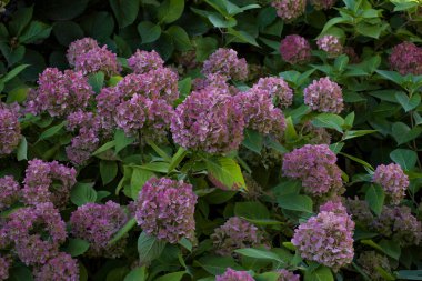 Bahçede birçok pembe ve yeşil ortanca çiçeği açar.