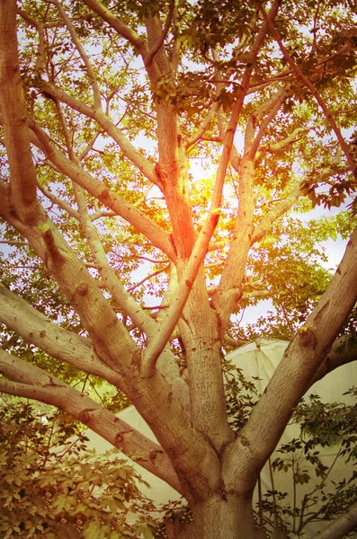 Sun shining through big tree