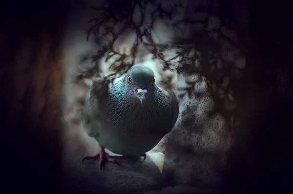 Gołąb w pigeon hole — Zdjęcie stockowe