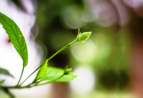 Flower bud with bokeh background — Stock Photo, Image