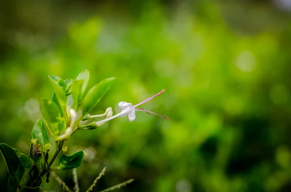 Lily flower bud med bokeh bakgrund — Stockfoto