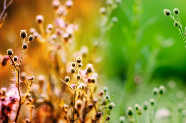 Herfst versus voorjaar concept — Stockfoto