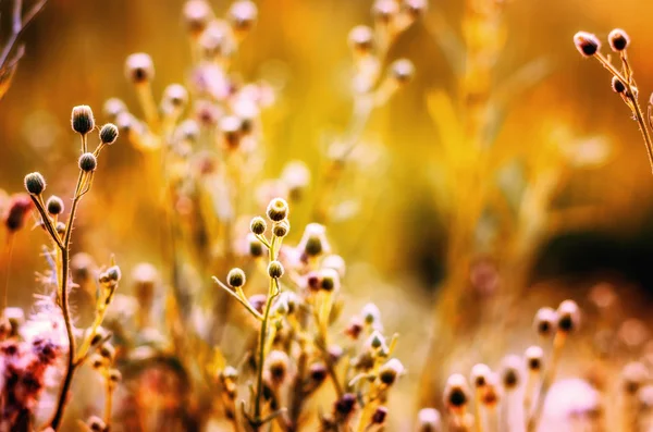 Primavera outono grama folhagem — Fotografia de Stock