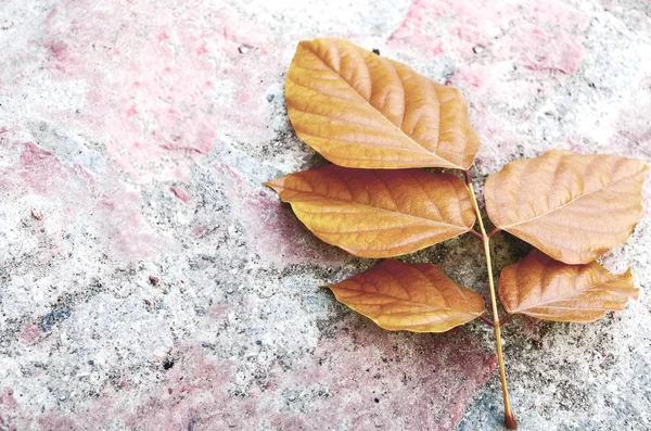Leaf autumn fall — Stock Photo, Image