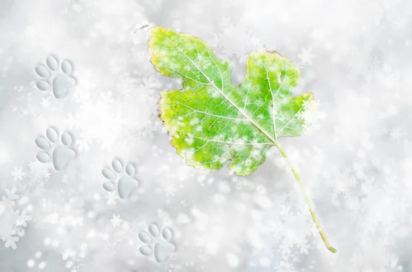 Schnee Blatt und Pfote Fußabdrücke Hintergrund — Stockfoto