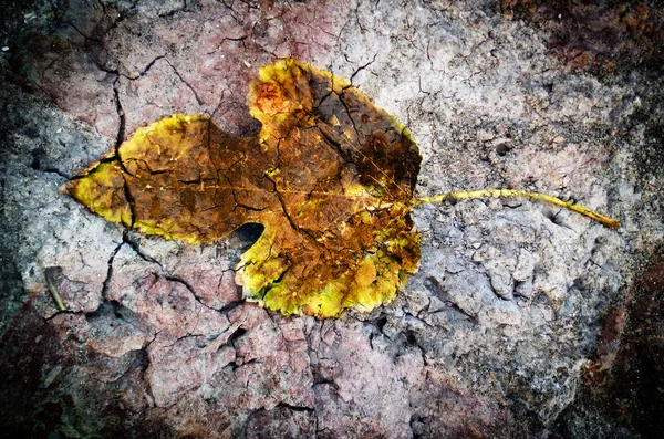 Фон осеннего осеннего листа — стоковое фото