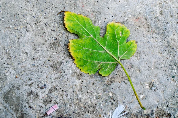 질감 배경 녹색 잎 — 스톡 사진